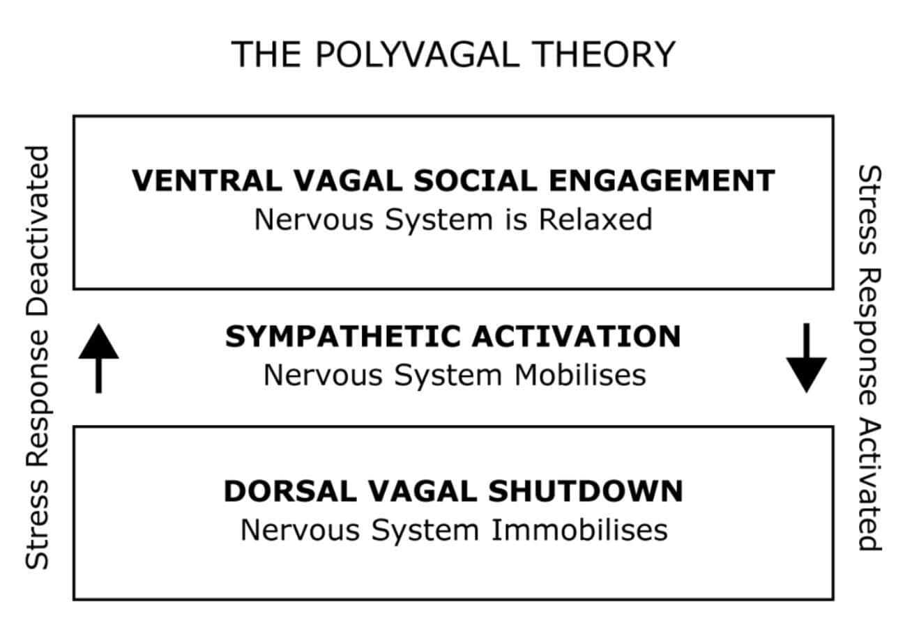 A diagram titled “The Polyvagal Theory” showing three states of the nervous system. At the top is "Ventral Vagal Social Engagement – Nervous System is Relaxed", in the middle is "Sympathetic Activation – Nervous System Mobilises", and at the bottom is "Dorsal Vagal Shutdown – Nervous System Immobilises". Arrows indicate movement from stress response deactivated (upward) to stress response activated (downward).